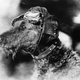 Illustration for article titled Strange Historic Photos Of Intelligent Animals